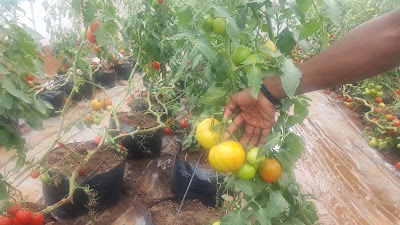 Photos of PALMA FARM