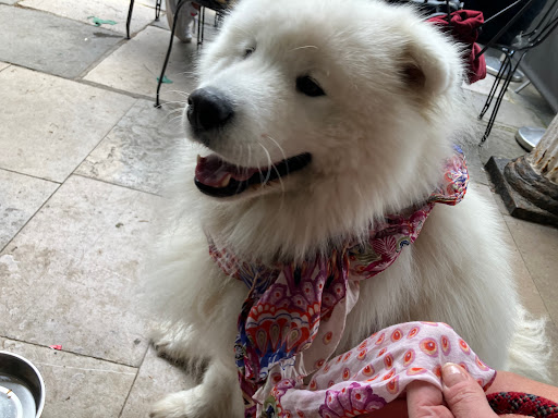 Southborough Pet Groomers - Thumbnail