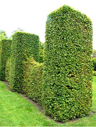 Photo n°4 de CRIBOS Élagage Abattage à Herblay-sur-Seine (Paysagiste)