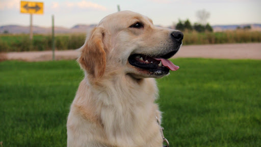 Colson Kennels Bernese & Golden Retrievers - United States