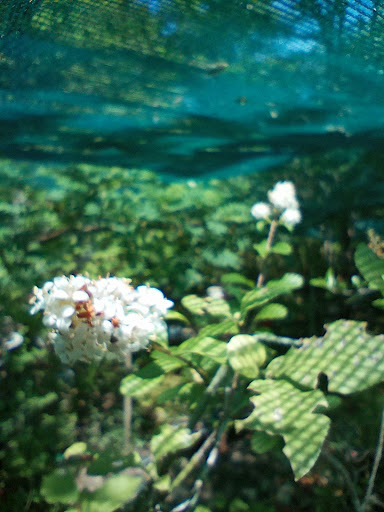 Les bonsaï de la jungle