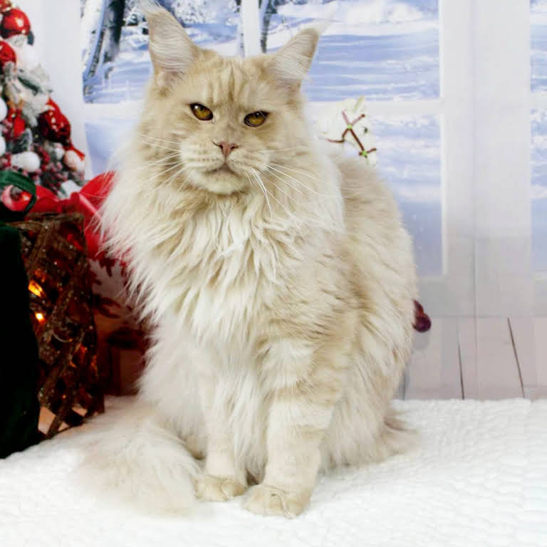 Texas Main Attraction Maine Coon Cattery - Cattery