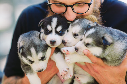 Petliving Gallery - Italy