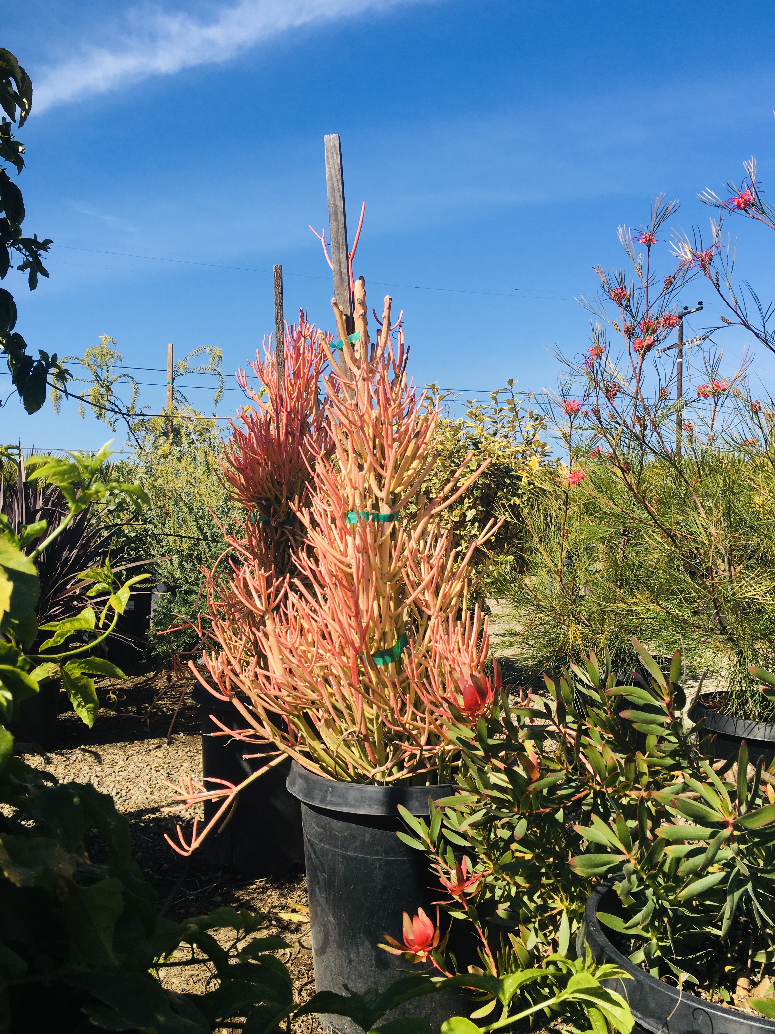 Abe Nursery