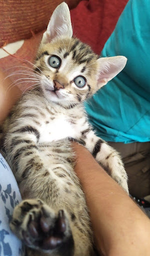 CATROGATOS - Visual