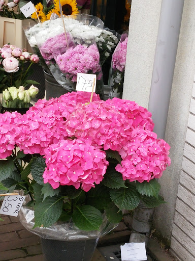 "Klimop" Bloemen en Planten - Thumbnail