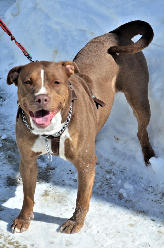 Houlton Humane Society - Thumbnail