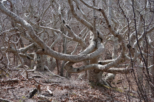 Cedar Tree Neck Sanctuary Parking - Thumbnail
