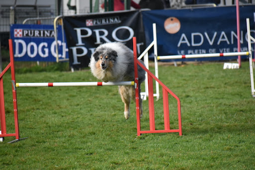 Club Canin de l'Iroise - Thumbnail