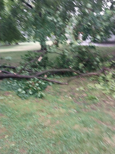 Done Right Tree Service llc