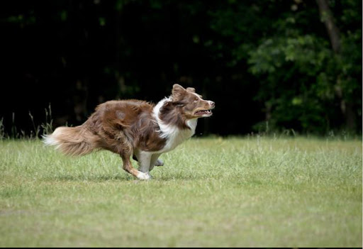 DoggyCare - Apeldoorn - Thumbnail
