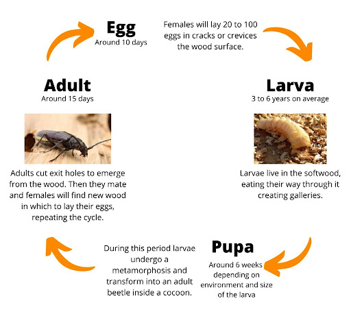 https://coomarservices.com/termite-control