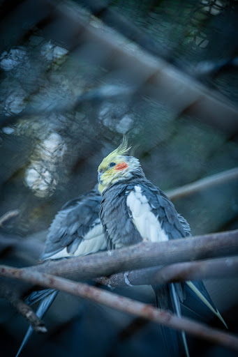 Vogelvolieren im Kur Park - Thumbnail
