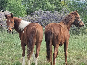Photo n°5 de Les Chevaux Du Bessillon à Carcès (Centre équestre)