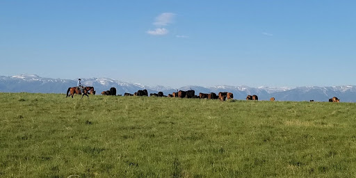 Miller Ranch Beef