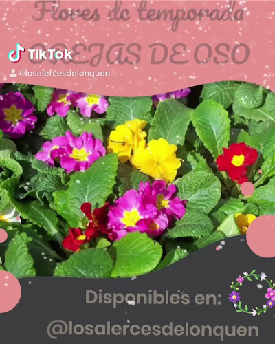 Comentarios y opiniones de Vivero los alerces de lonquen