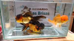 Acuario Las Brisas 1