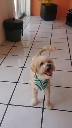 Veterinario Con-Sentido