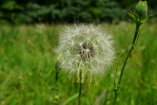 Flag Springs Park South Side - Thumbnail