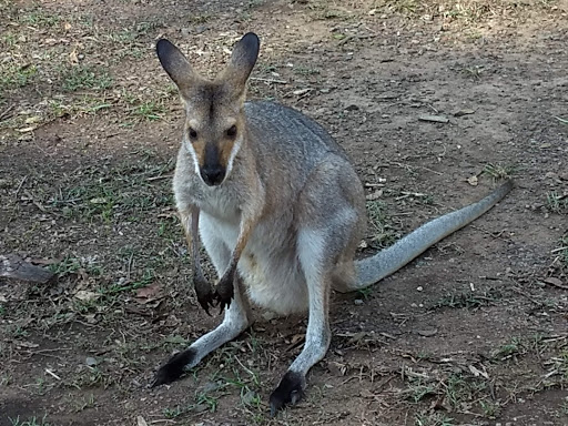 Daisy Hill Conservation Park - Thumbnail