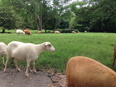 Photos of Auto Safari Chapin