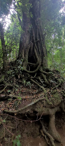 Comentarios y opiniones de Monumento Natural Cerro Ñielol