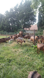 Photo n°21 de la Chevrerie du Bois à Saint-Laurent-des-Arbres (Marché traditionnel)