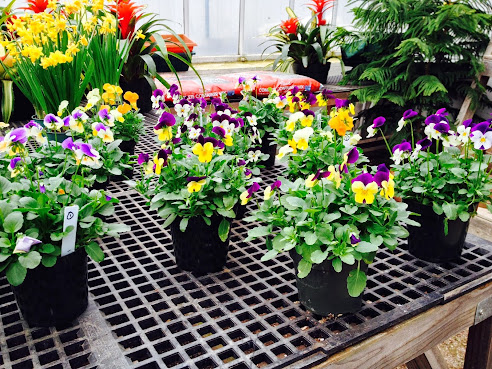 Gossett Brothers Nursery by null