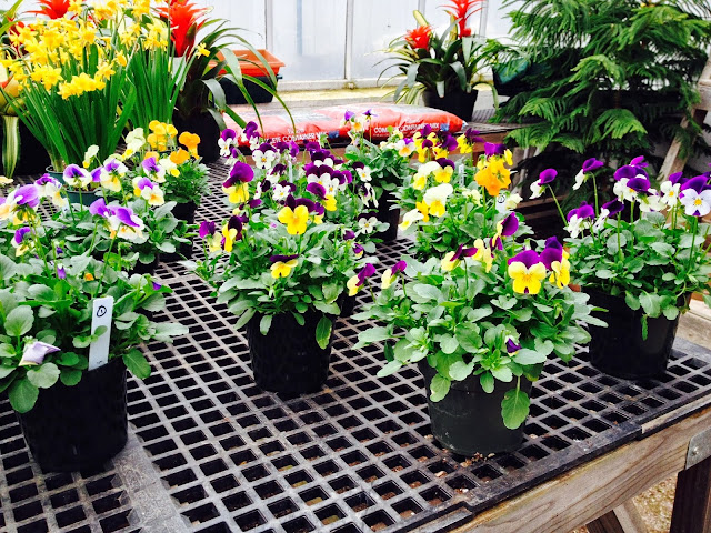 Gossett Brothers Nursery by null