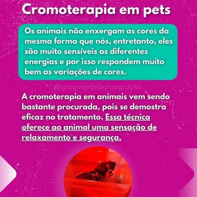 Banho e Tosa Gato Mais Próximo Artur Alvim - Banho e Tosa em Gatos