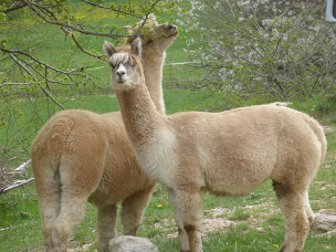 Photo n°3 de La Galiniére Elevage d'animaux d'ornement,Ferme de découverte Mme BLANC Muriel à Caussols (Éleveur)