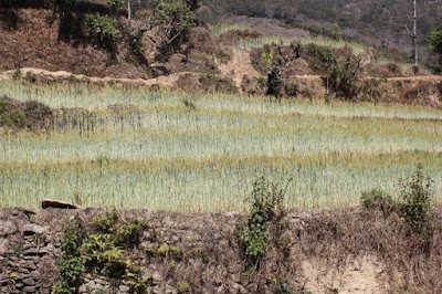 Photos of Nemjung