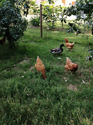 Photo n°17 de Le Verger - Gîtes de France à Marigné-Peuton (Lodge)