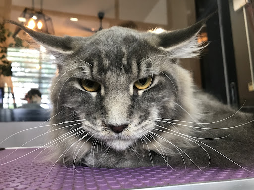 Pawfurry