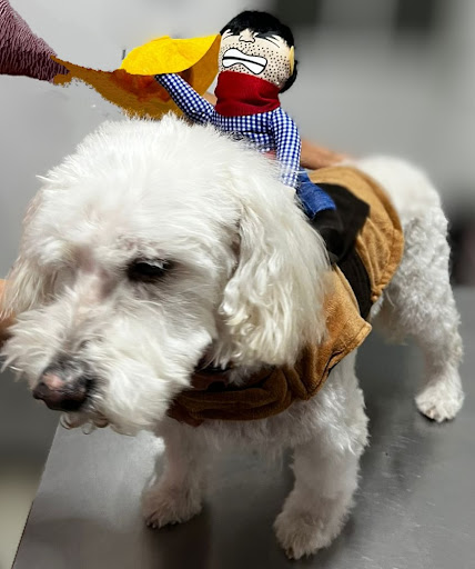 Lili-Vet My Pet Care