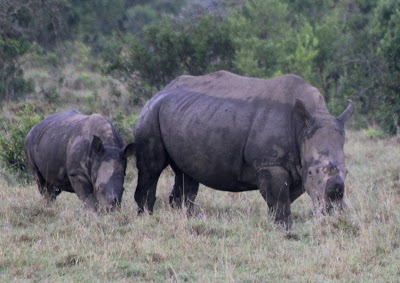 Photos of Sweetwaters Tented Camp