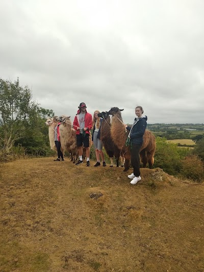 Rackley Llamas