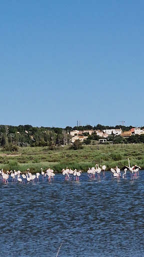 Lac Flamingo