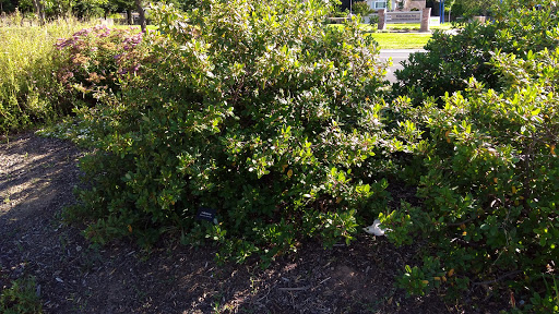 Elk Grove Rain Garden Plaza - Thumbnail