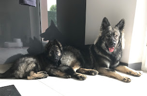 Photo n°22 de Nuance de la Fleur de Vie à Lamadeleine-Val-des-Anges (Éleveur de chiens)