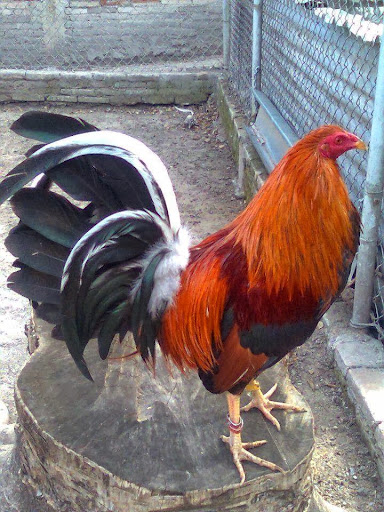 GRANJA LA INOCENCIA GALLOS DE COMBATE - Thumbnail