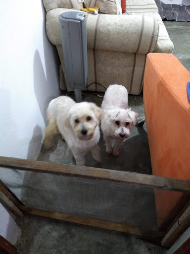 CLINICA VETERINARIA H.H.C. - Thumbnail