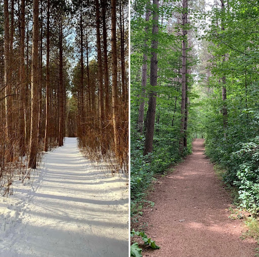 Pinhey Forest - Thumbnail