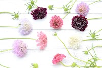 Flower Lesson ponture