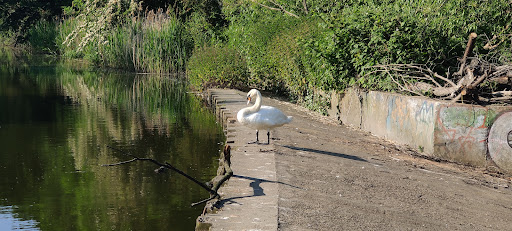 Duckweir - Visual