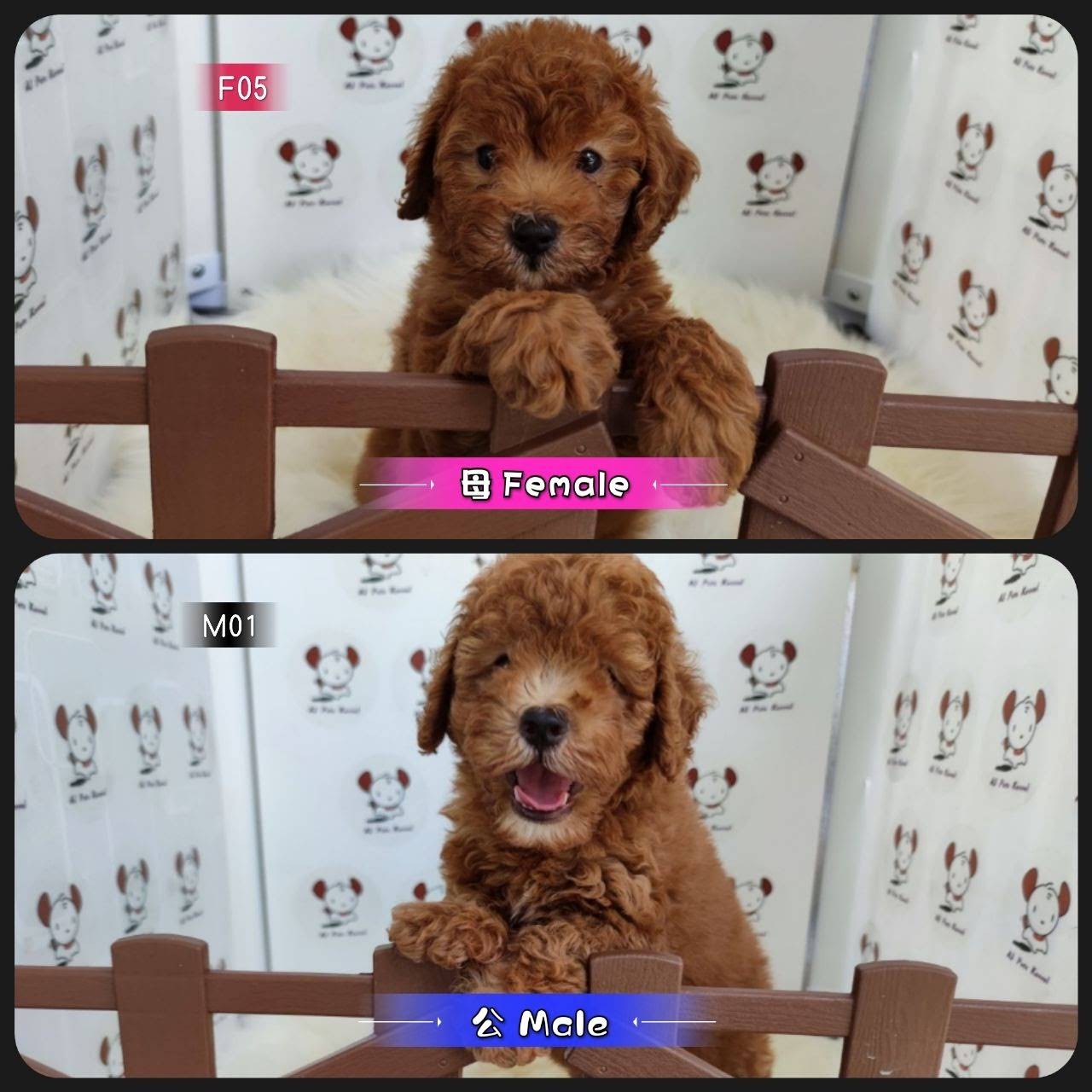 Aj Pets Kennel 宠物销售pet Sales 宠物服务pet Service