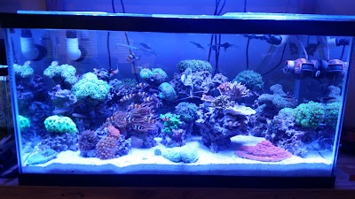 Dutch Family Reef: Aquarium Maintenance and Design