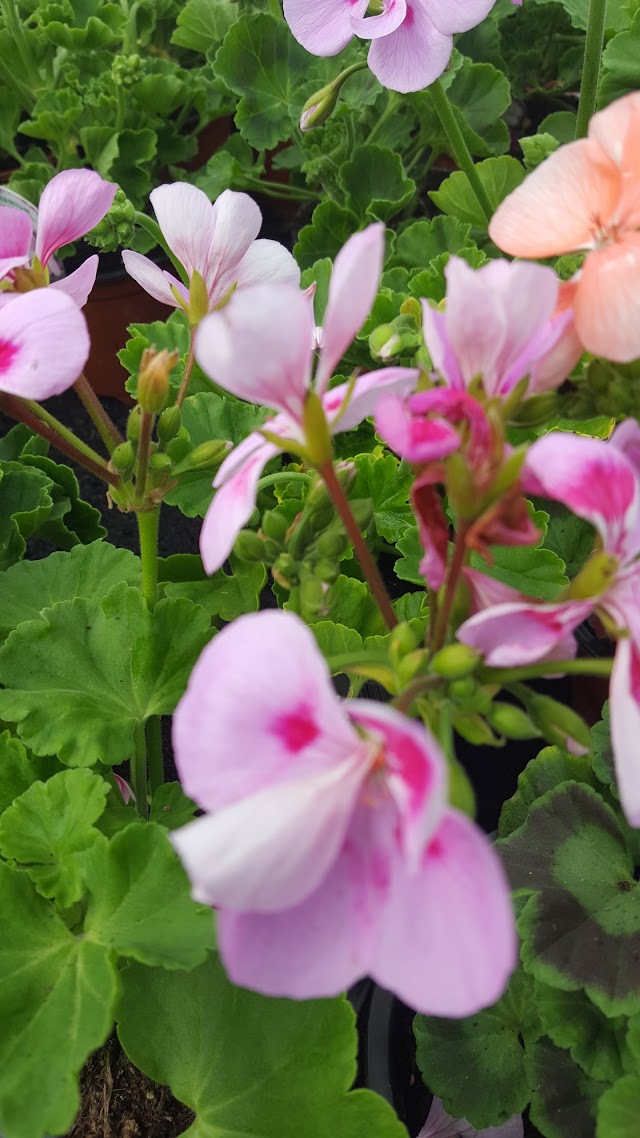 Dunston Hall Garden Centre