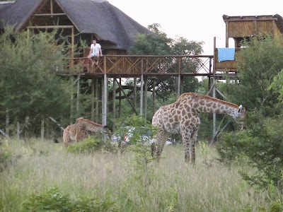 Photos of Pezulu Tree House Lodge