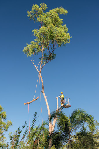 ArborWork Tree Services - Thumbnail